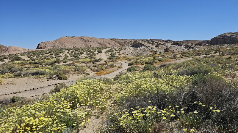 Exploring Hagen Canyon. Spring flowers.