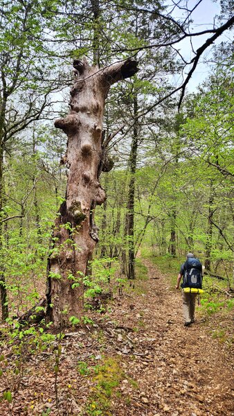 On the trail.