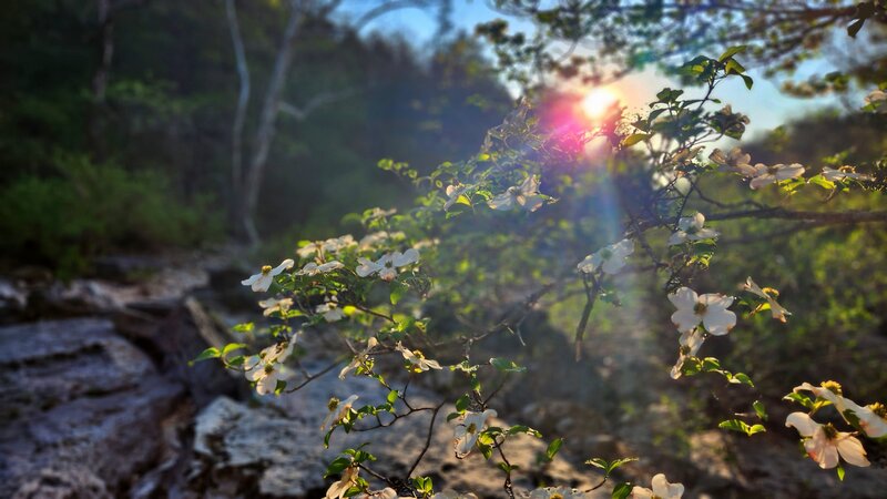 Early morning sun