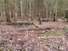 Early spring, forest pools near the trail.