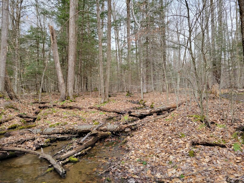 Little streams in the early spring.