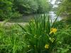 Yellow water iris along the Davis Ferry Trail