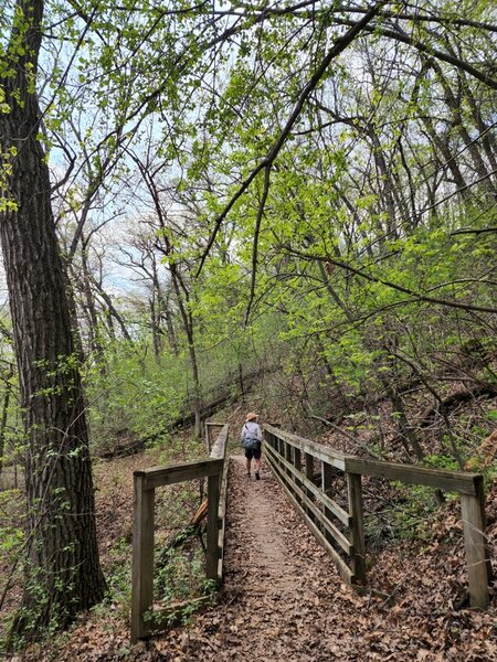 On the upland part of the Trout Boork Loop Trail.