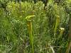 Close up of one the trails name sake, the Pitcher Plant.