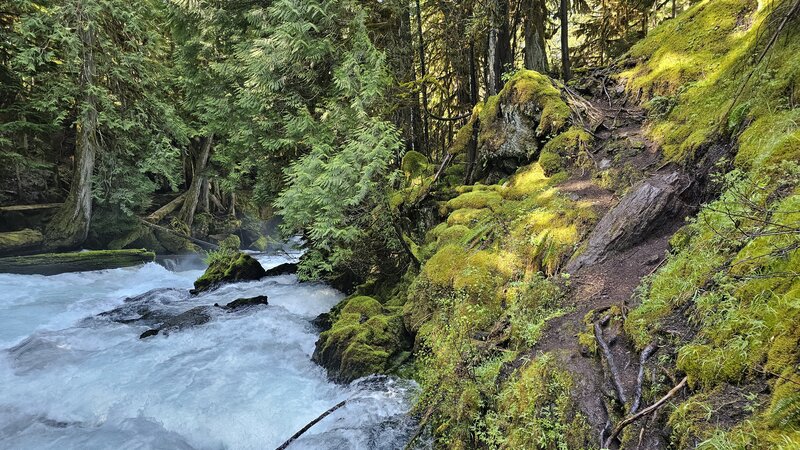 McKenzie River Trail (3507)