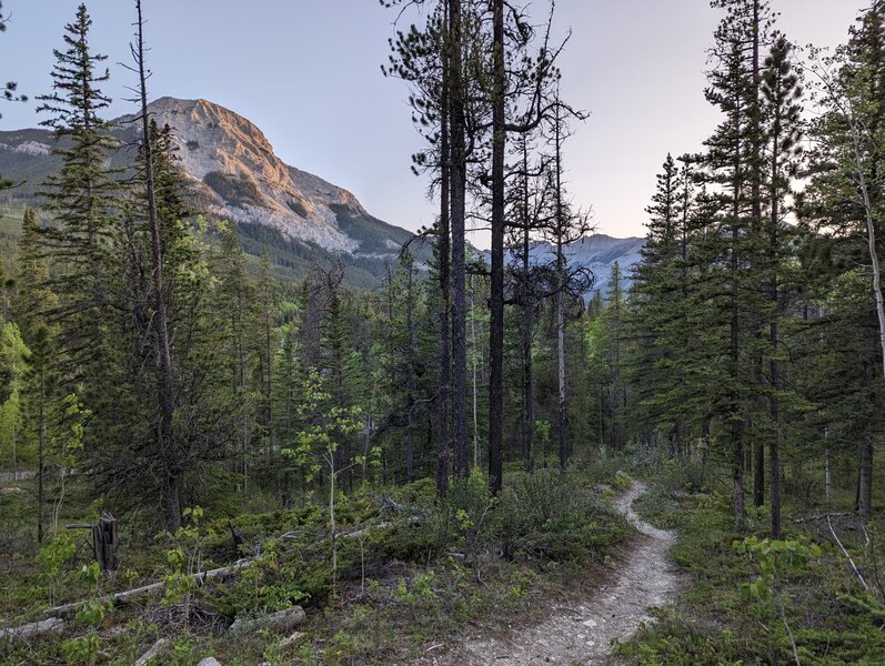 View of Mt. Baldy from the trail.