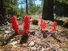 Snow plant at Deer Flat.