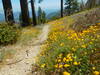 Golden yarrow and lupines along Islip Ridge.