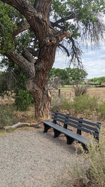 Shady Cottonwood sitting area.