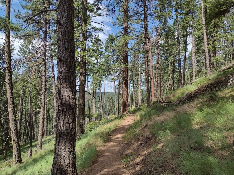 Mineral Ridge National Recreation Trail switchbacks through the woods as it climbs Mineral Ridge.