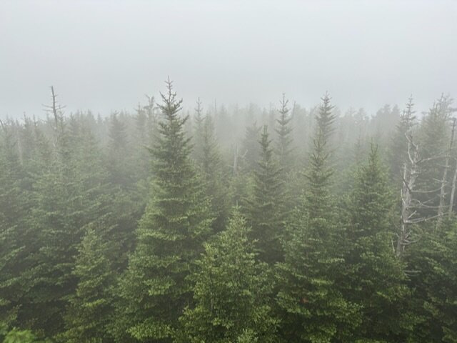 Misty and rainy morning at Clingmans Dome.