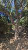 Cork oak by the I Strittoni - Monacia-d'Aullène Trail