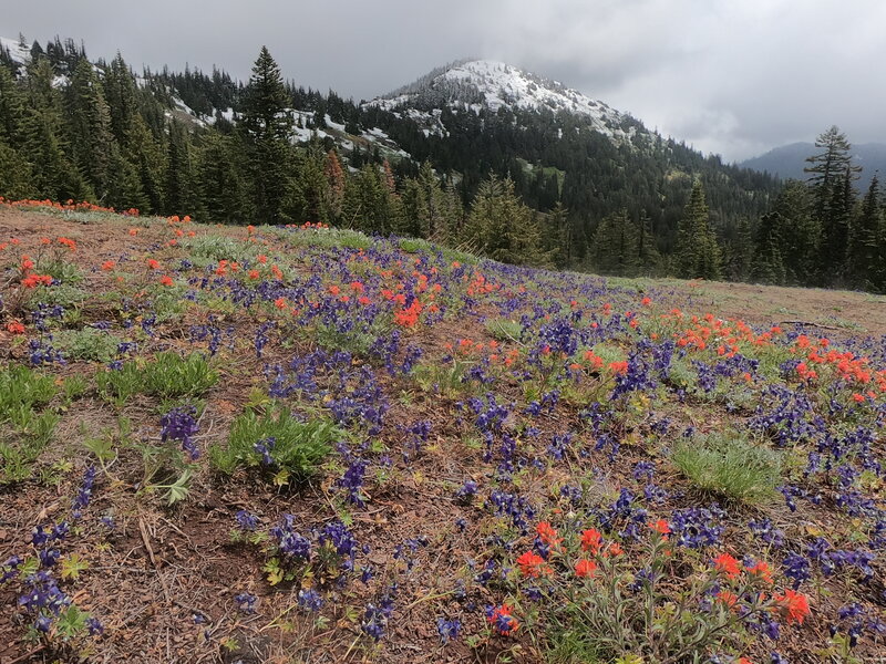 Flowers on Cone Peak meadow after a late spring snowfall with South Peak in background (6/20/23)