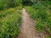 Plenty of wildflowers in July.