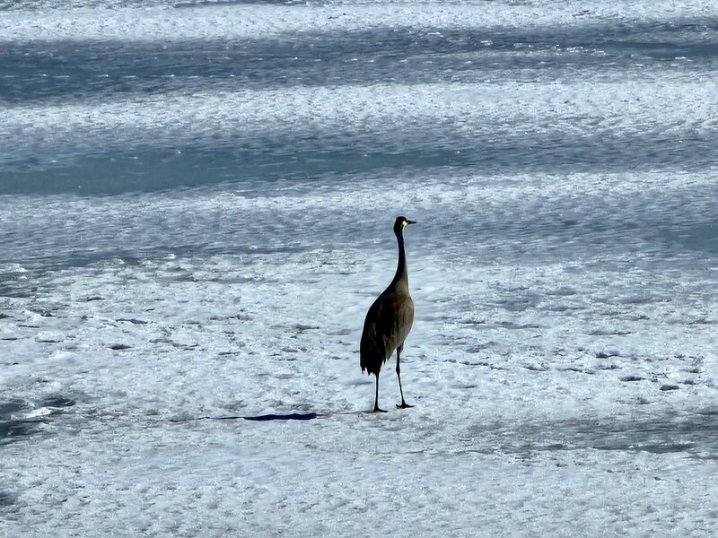 Sandhill cranes returning to Stone Lake at the end of winter.