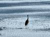 Sandhill cranes returning to Stone Lake at the end of winter.