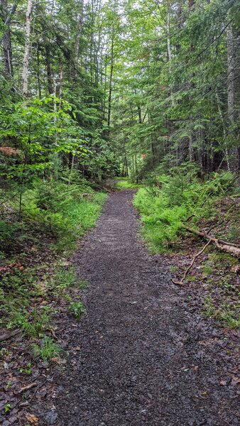 The trail most of way, sometimes more bush.