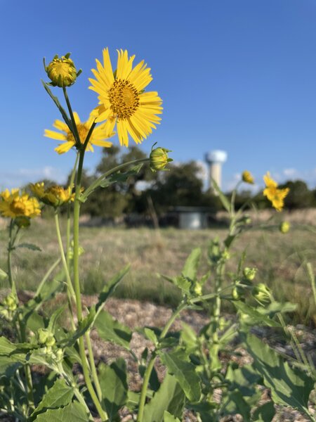 Cowpen Daisy (Verbesina encelioides)