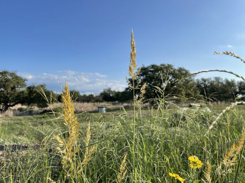 Indiangrass (Sorghastrum nutans)