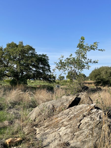 A cedar elm growing out of a boulder!