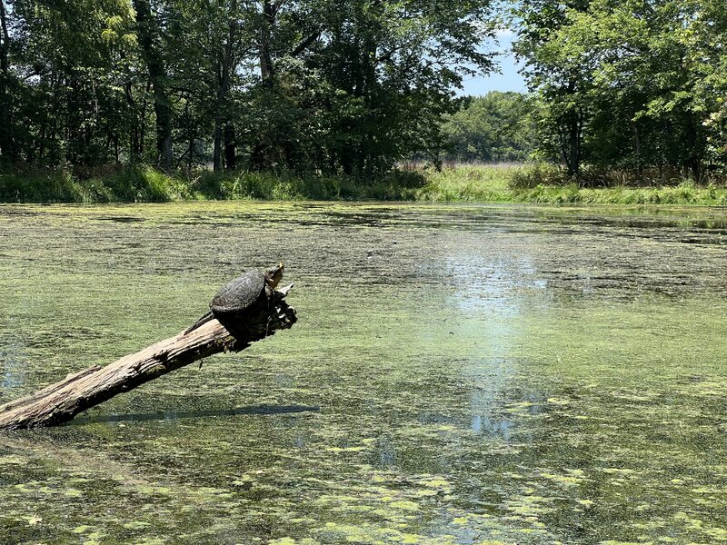 Snapping turtle sunning itself in the middle of Williams Pond.
