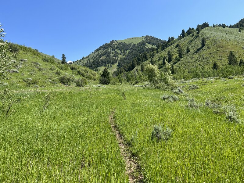 Trail at lower elevation.