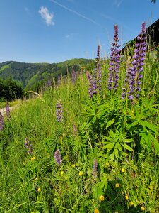 Lupine near the top of the chairlift.
