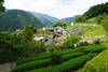 A small tea farm just off the trail.