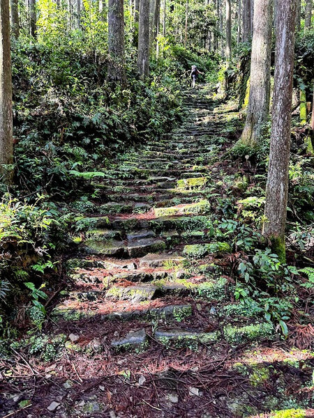 Moss-laden stairs push up the mountain.