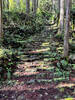 Moss-laden stairs push up the mountain.