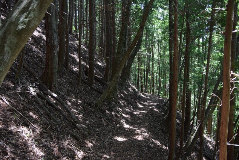 Well-shaded passage through the forest.