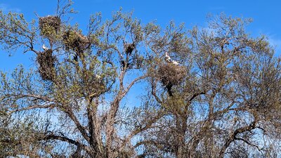 Storks nesting