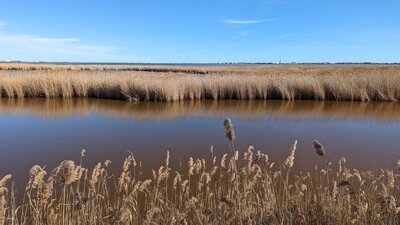 Sentier des tamaris | Tamarisk Trail