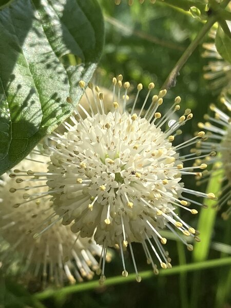 Buttonbush Flower