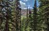 Walls of the Great Divide peeping through beautiful fir forest along Castle River Divide Trail.