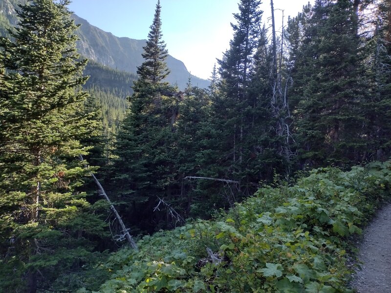 Nearby mountains and deep valleys are seen through the pretty forest along Rowe Lakes Trail.