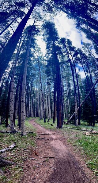 Aspen grove at about 1.5 miles.