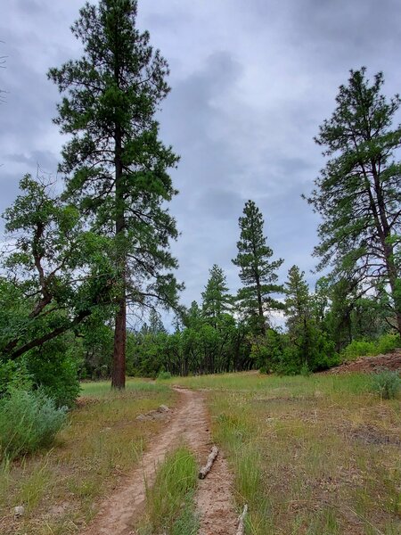 Mellow, open terrain on Sailing Hawks Trail.