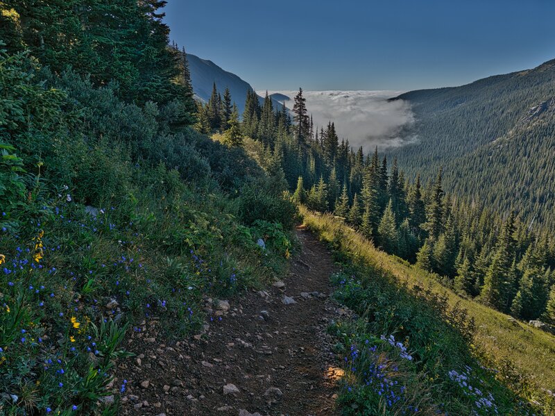 Early morning on the Arapaho Pass trail.