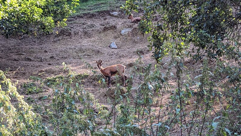 Pyrenean chamois - Parc'Ours