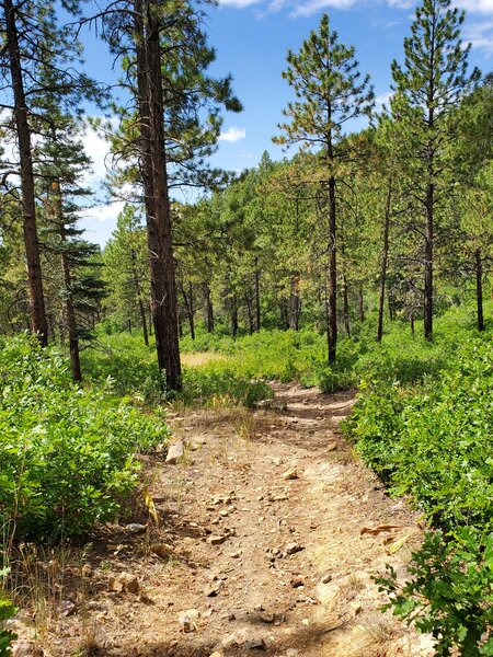 Typical trail surface and pine forest in Logchutes area.