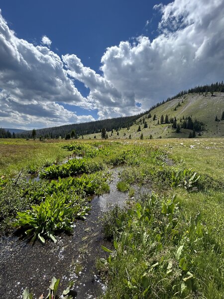 Trail eventually opens up into a beautiful flat meadow with small creek crossings.