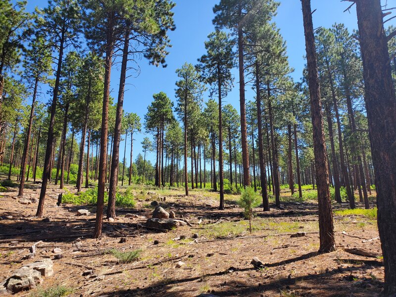 Particularly pretty section of open ponderosa forest on Lochutes Loop #3.