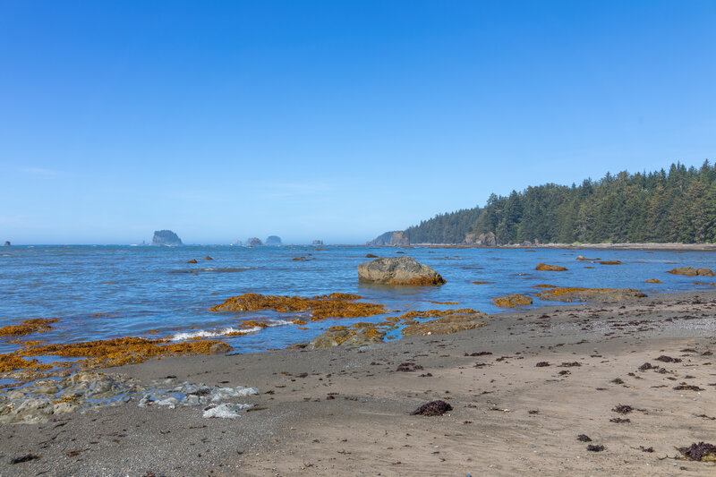 Kelp carpets along the beach.