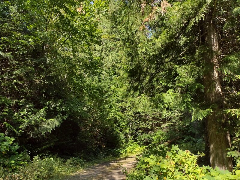 The beautiful, lush mixed pine forest along Stormking Parkway in Rathdrum Mountain Park.