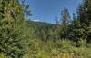 Nearby thickly forested hills are seen through breaks in the trees.