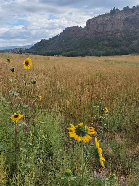 Some sunflowers and lupine along the Church Camp trail.