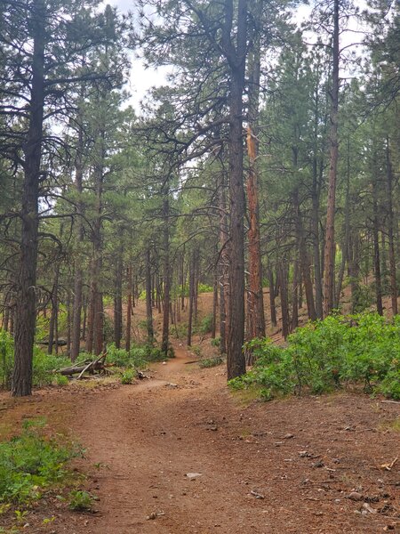 Ponderosa forest typical of this section of Church Camp trail.