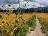 Sunflowers basking at a trail junction.