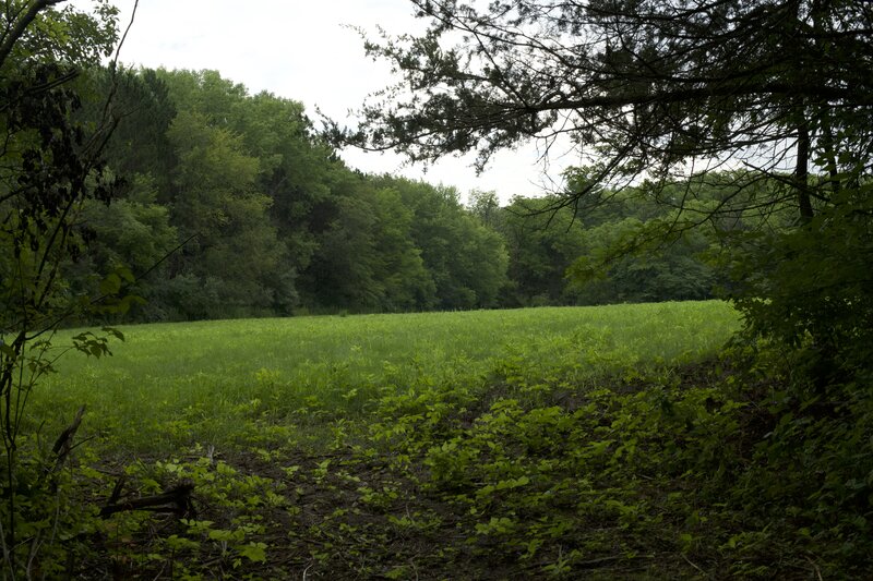 The trial weaves around an open field where deer and other animals can be seen in the morning or in the evening.